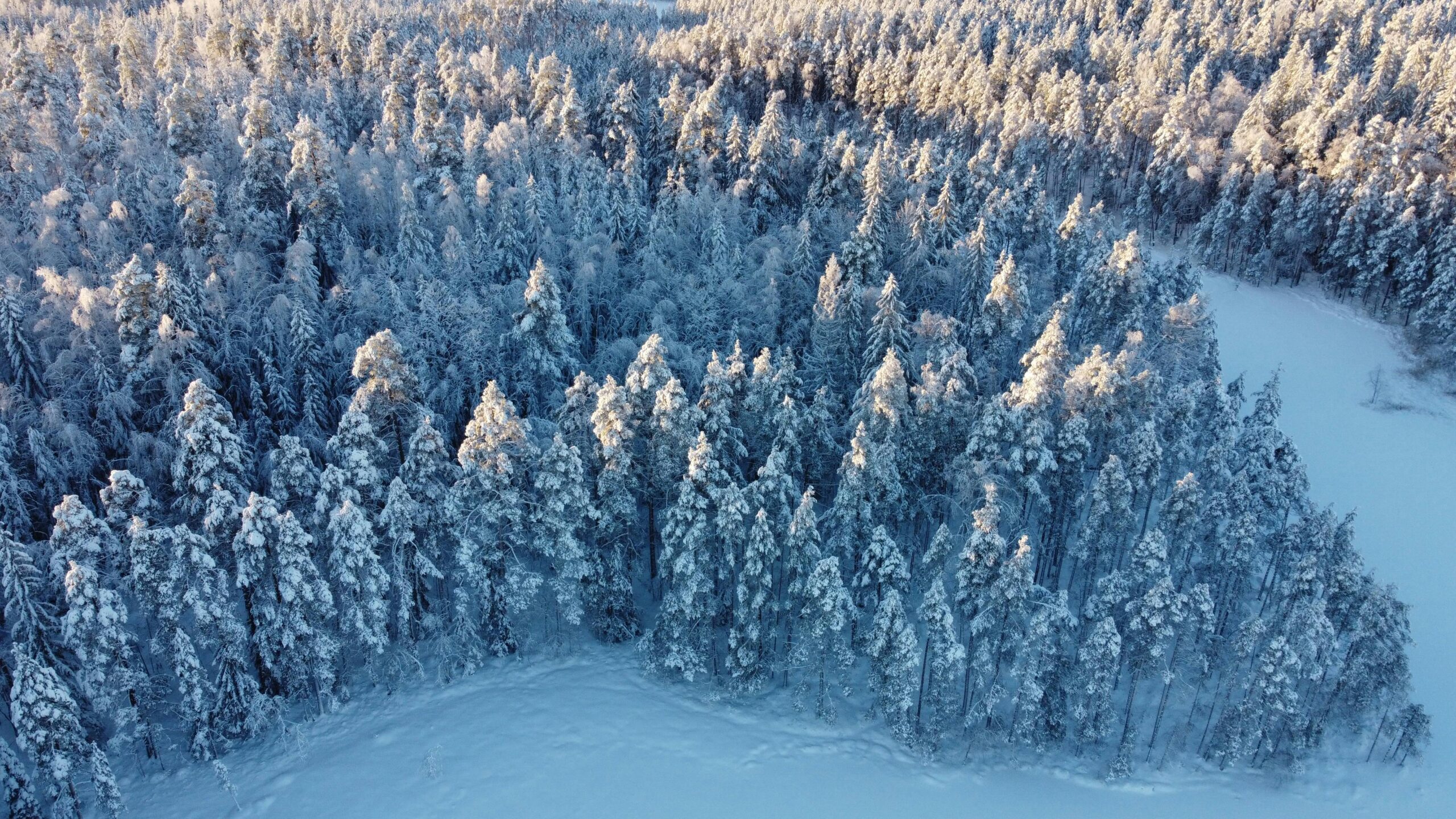 TALVI METSÄpexels-dc-productions-94103740-10903199