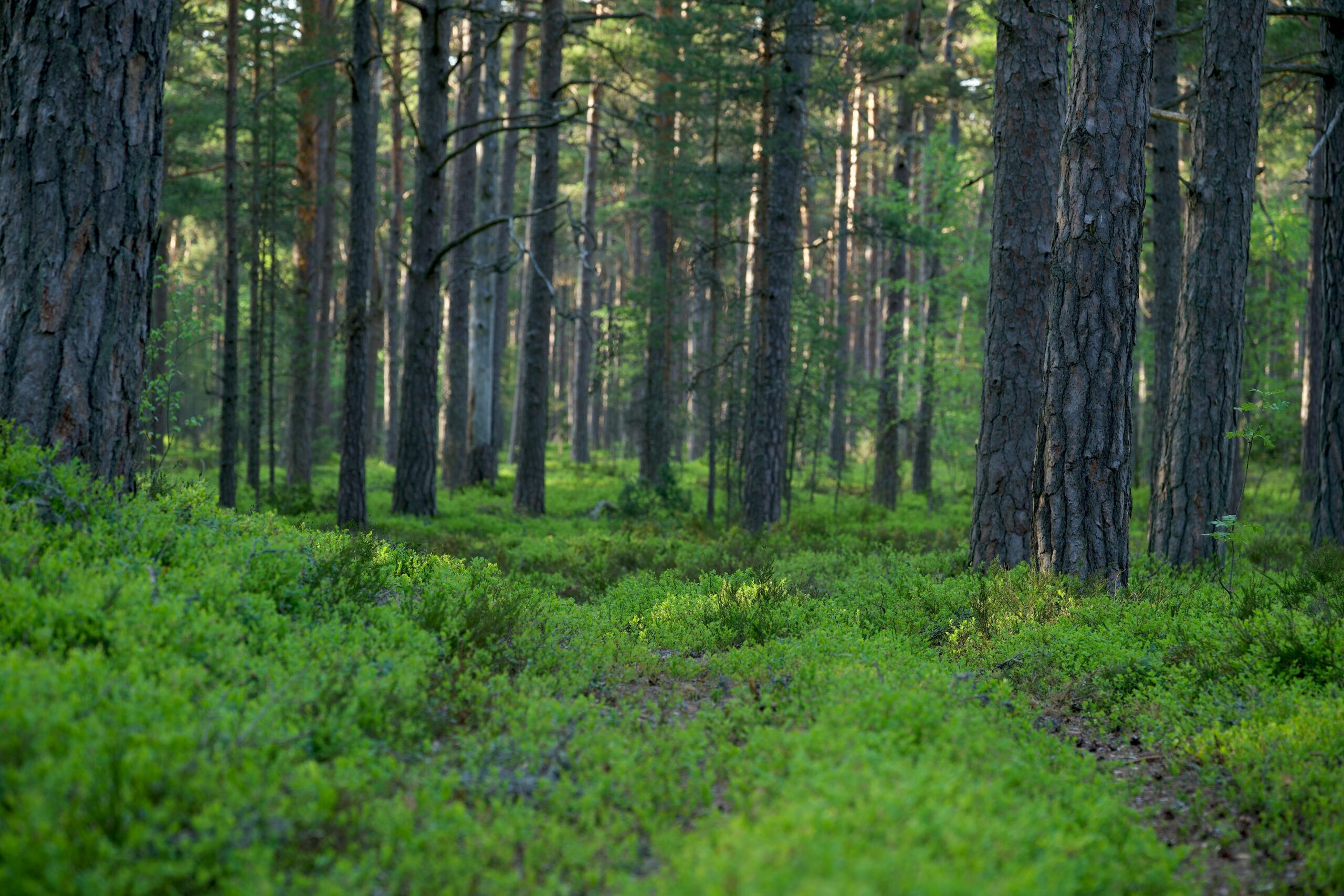 VIHREÄ METSÄpexels-lauripoldre-17052536